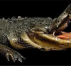 Distortions "Gator Chomp Head" Halloween Animatronic