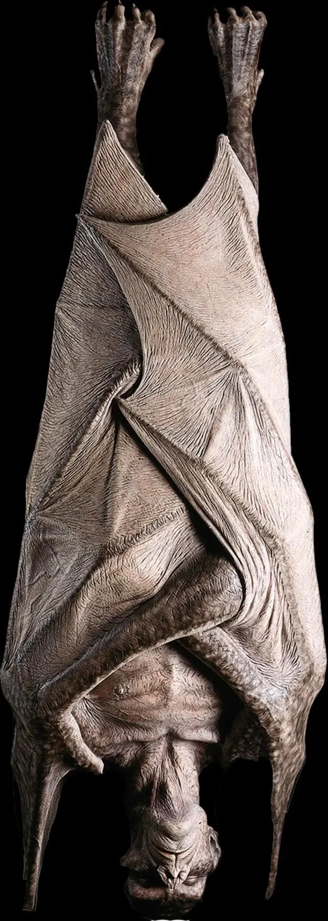 Distortions "Hanging Vampire" Monster Halloween Prop 3 Distortions "Hanging Vampire" Monster Halloween Prop