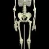 Skeletons And More "Human Skeleton" Deluxe Movie Quality Halloween Prop