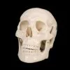 Skeletons And More "Life-Size Skull - 1st Class" Halloween Prop -The Horror Dome Store life size skull 1st class halloween prop 14321037803568