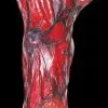 Morris "Peeled Flesh - Left Arm" Human Body Part Halloween Prop