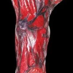 Morris "Peeled Flesh - Left Arm" Human Body Part Halloween Prop