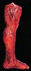 Morris "Peeled Flesh - Left Leg" Human Body Part Halloween Prop