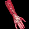 Morris "Peeled Flesh - Right Arm" Human Body Part Halloween Prop -The Horror Dome Store peeled flesh right arm human body part halloween prop 3785830531120