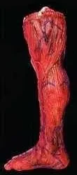 Morris "Peeled Flesh - Right Leg" Human Body Part Halloween Prop