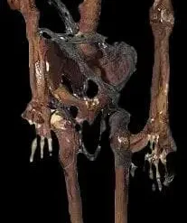 Morris "Rotted Corpse" Skeleton Halloween Prop