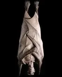 The Horror Dome "Vampire" Halloween Props - Package Deal -The Horror Dome Store vampire halloween props package deal 6954317185072